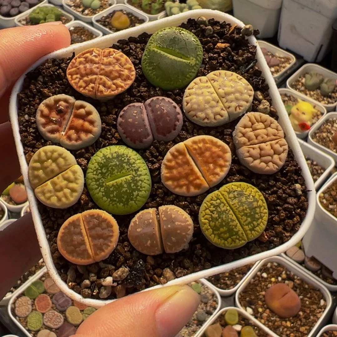 541多肉植物种类很多吗