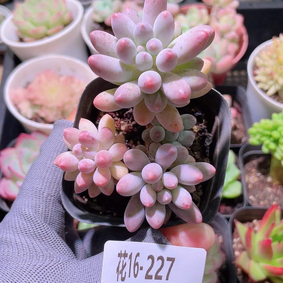花利美16-227婴儿手指