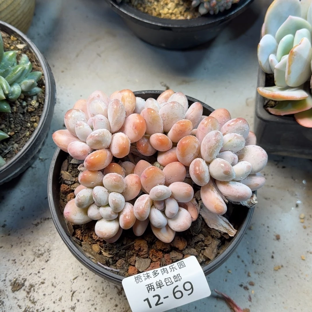 12-69香水多肉植物