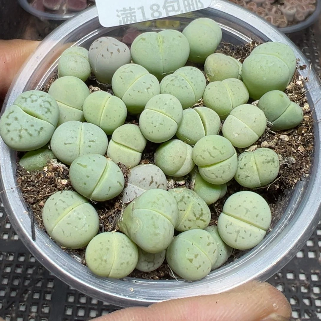 【闪购商品】 572。