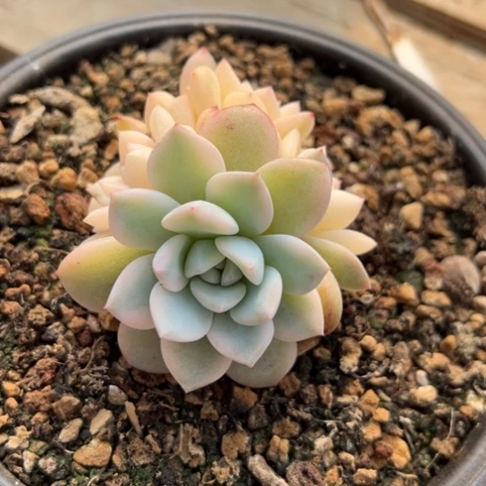 橙梦露锦 夏鸣园艺