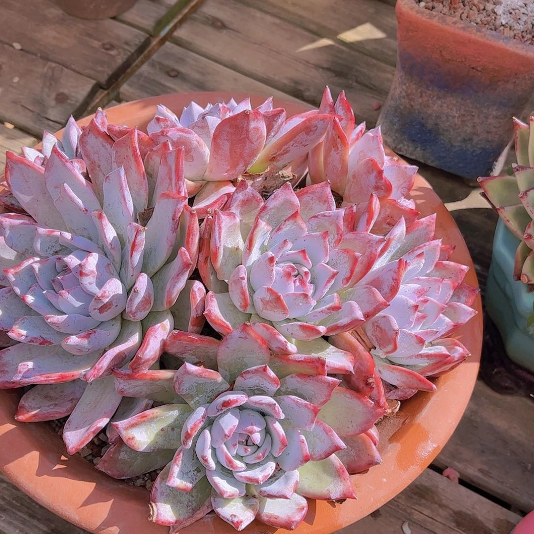 红陶阳****白多肉植物组合