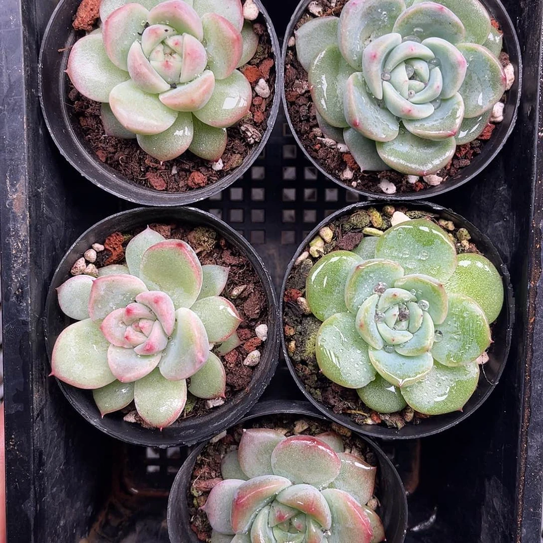 多肉一物一拍15-148