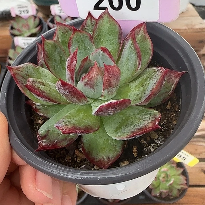 200 惊鸿仙子多肉植物