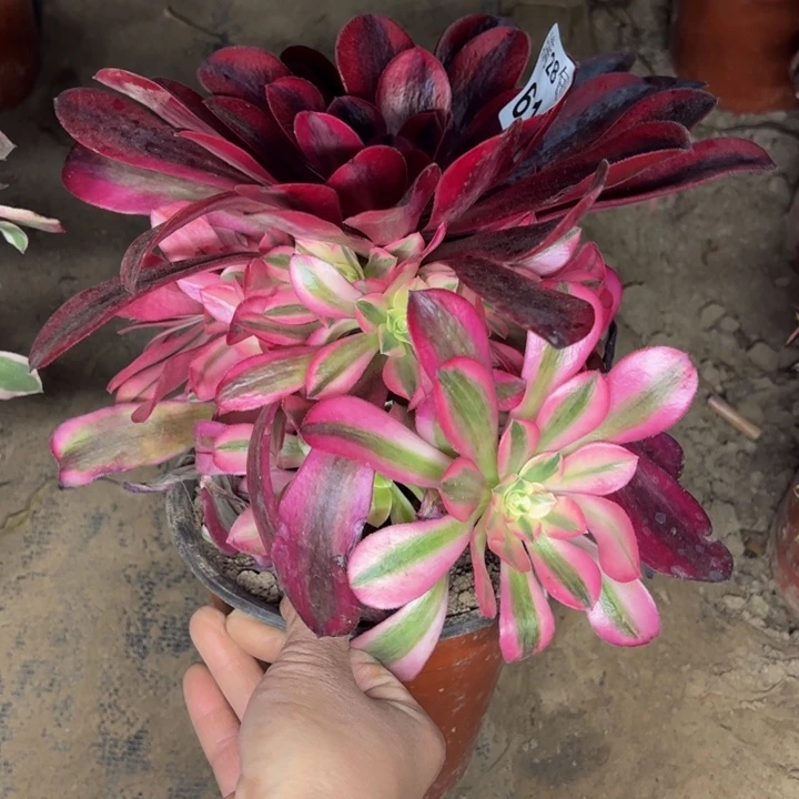 6109南美杜莎多肉植物