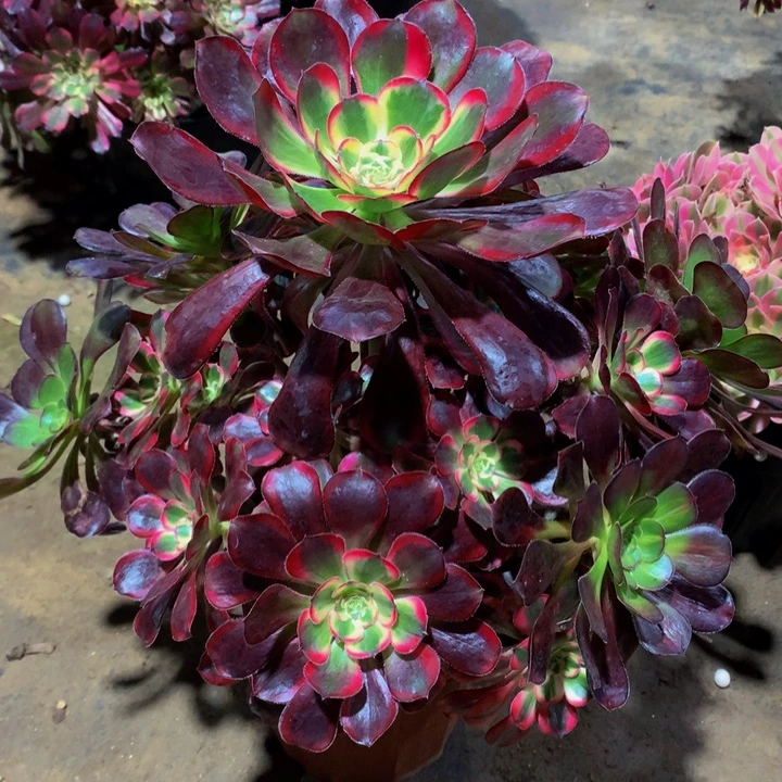 无花朵香奈儿00000000