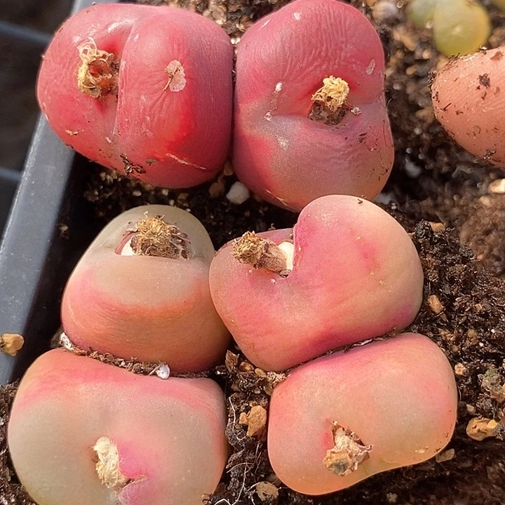 16560一组巨大   有伤