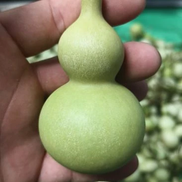 大***鱼青葫葫芦坊青皮葫芦