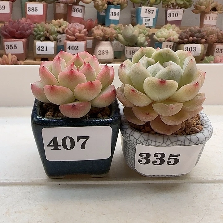 美****呀专拍满38包邮（除新疆 西藏 内蒙）