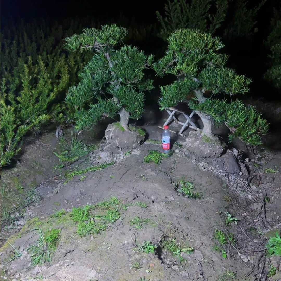 ꧁****꧂罗汉松盆景艺术