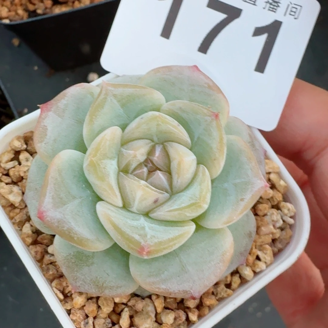 高冰            精美多肉植物