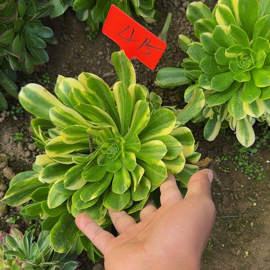 415五彩斑斓多肉哦哦哦