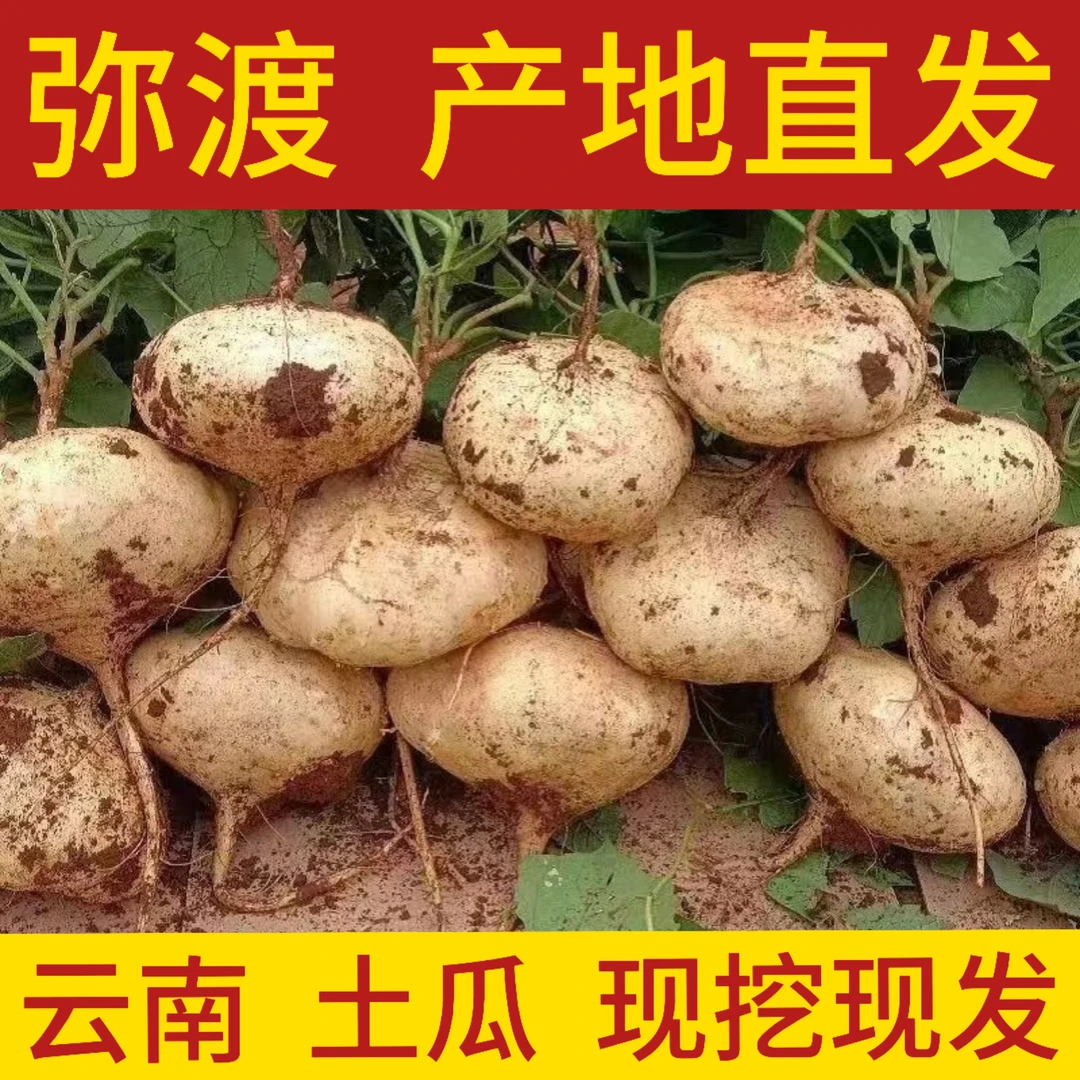 土瓜现挖现发脆甜水果凉薯地萝卜新鲜蔬菜
