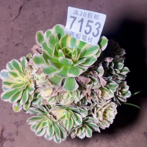 迈巴赫多肉植物法师7153