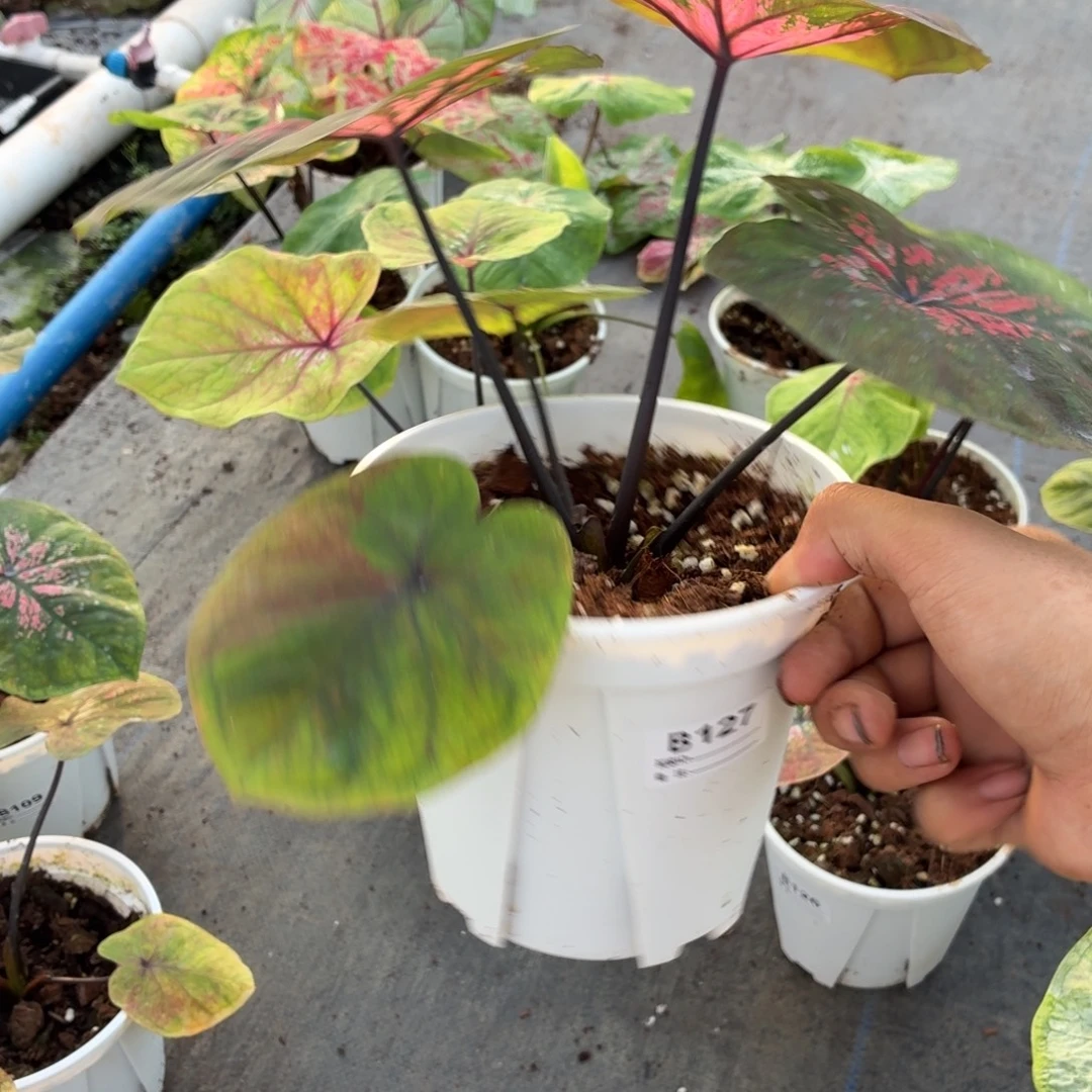 千***博大部分开放少量花苞B127