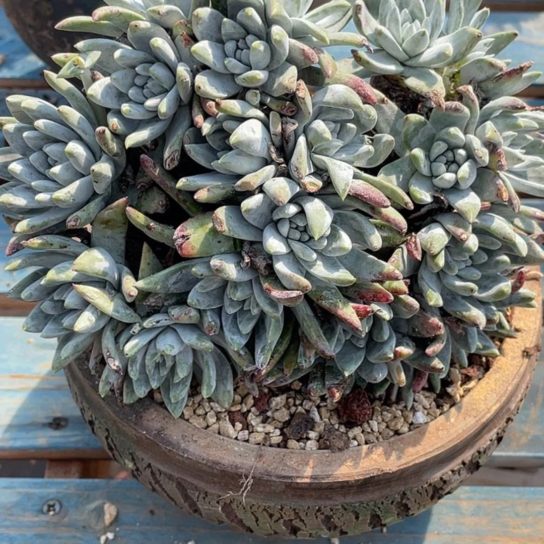 【闪购商品】皮***只大宽叶白姆