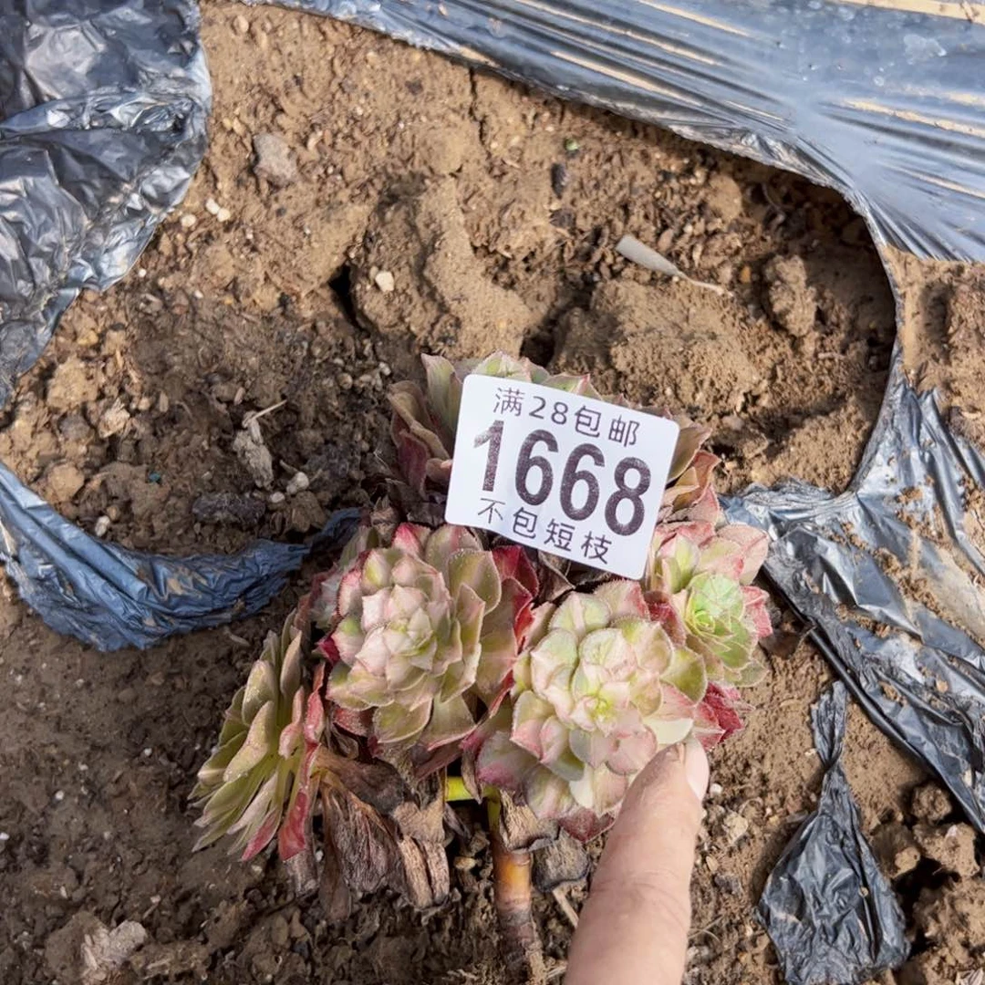 1668多肉植物法师法师