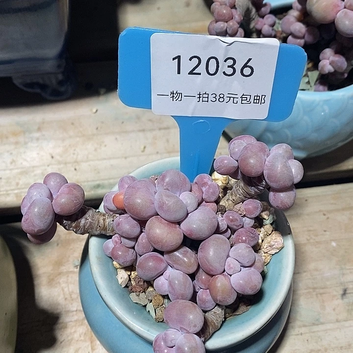 胭脂精品多肉桃蛋