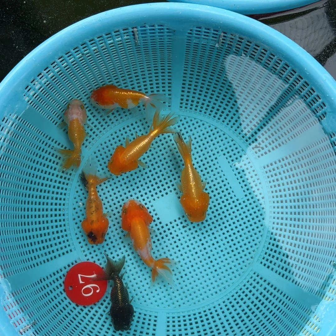 用***0金鱼补差款。 97号