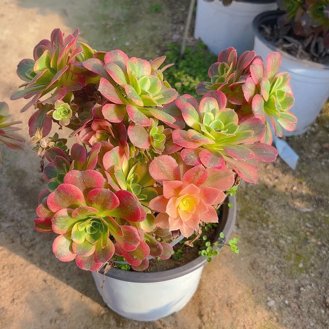 特斯拉砍头群多肉植物