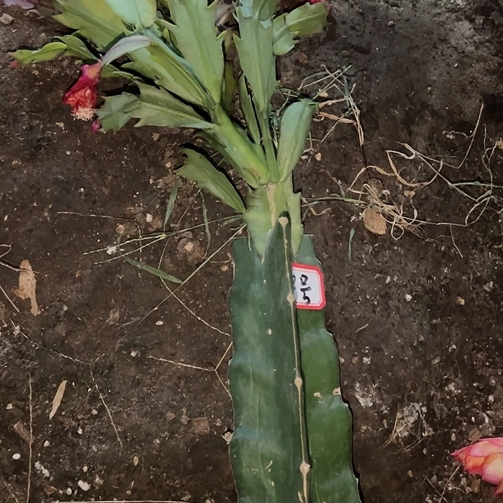 乐***违.2号带盆桑吉塔嫁接苗