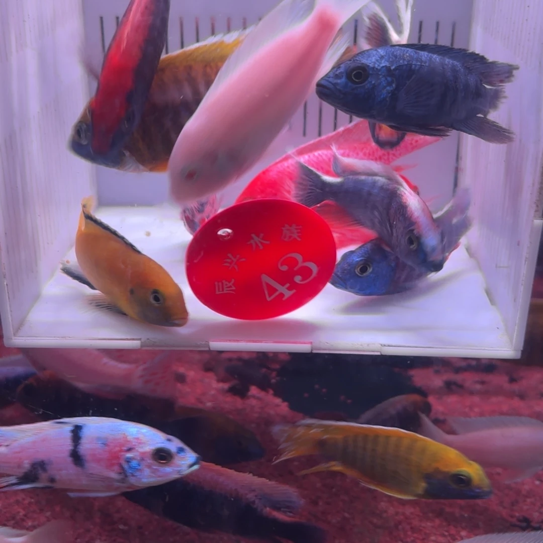 慈鲷鱼直播43号12条其中备损2条