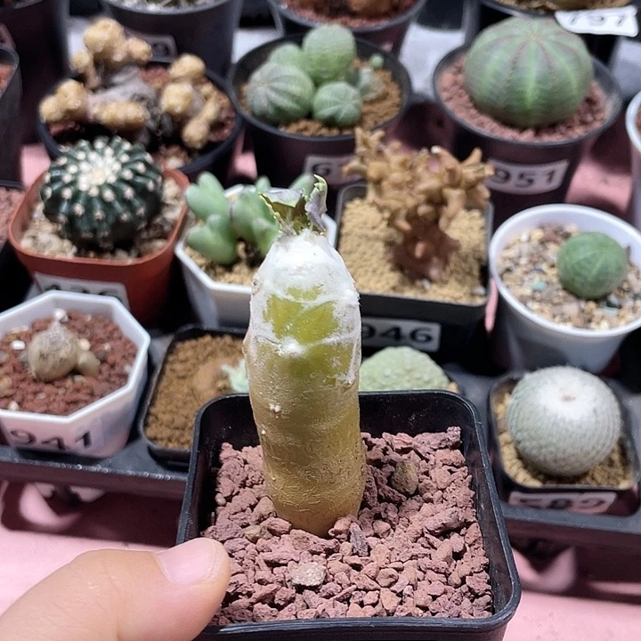 699雪露厚墩菊块根