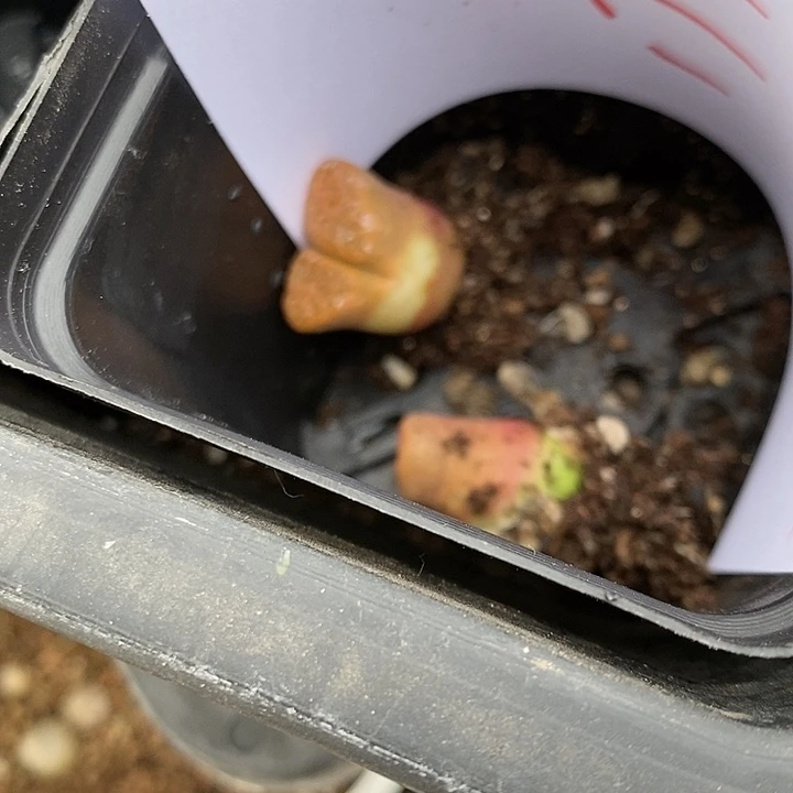 1790两颗大超级蛋糕。