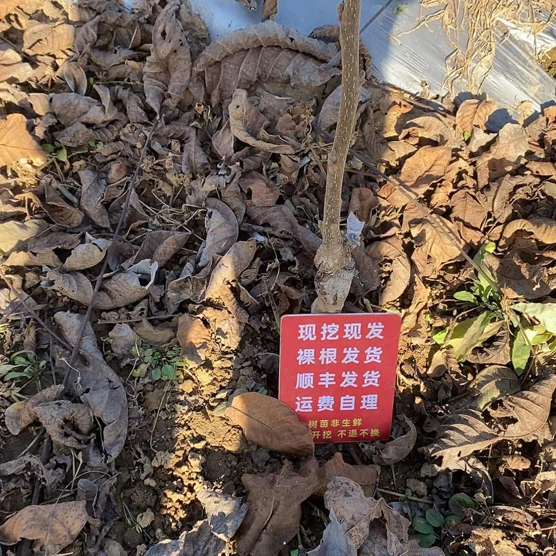 吊坠文玩核桃白狮子蛤蟆不包邮