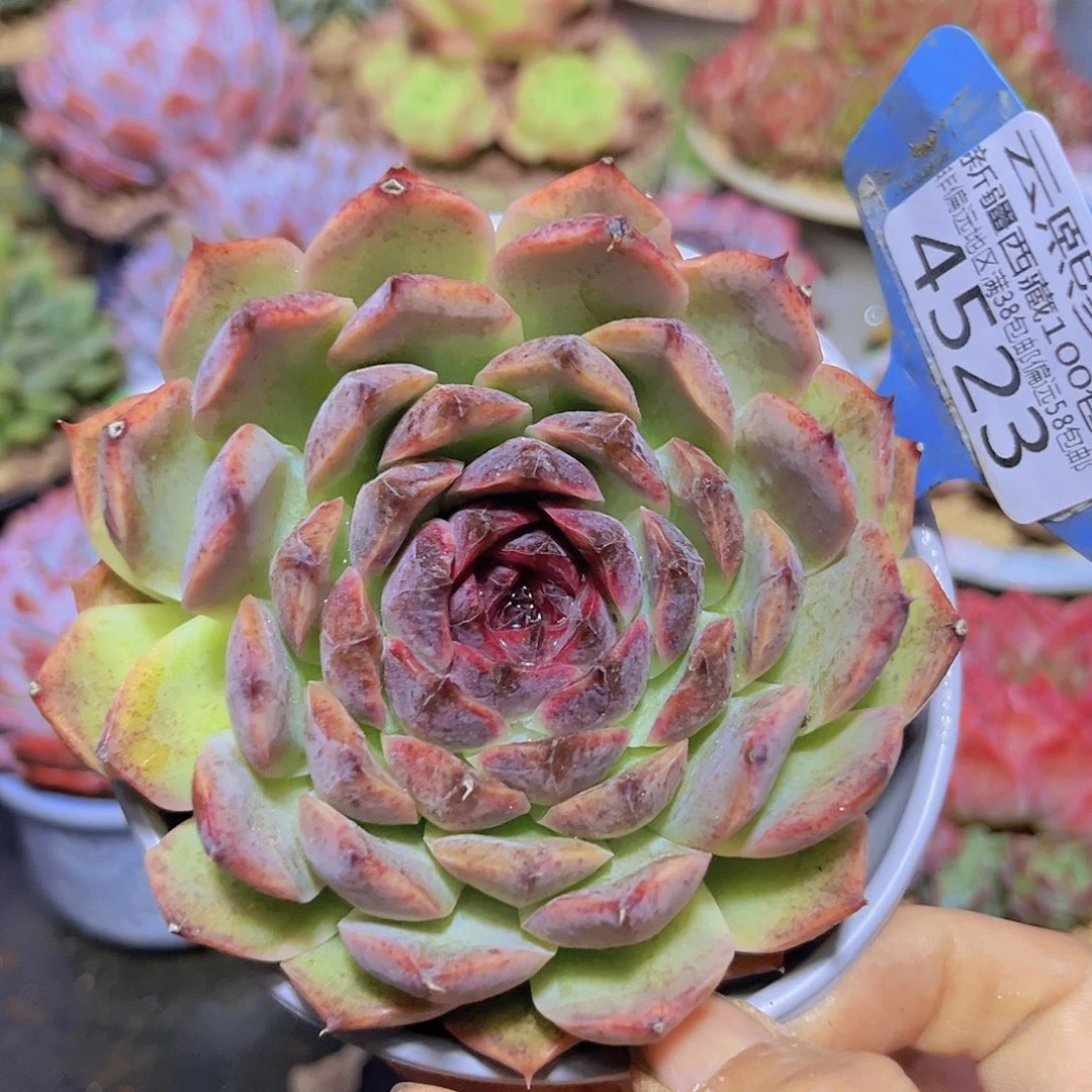 4523黑水晶。