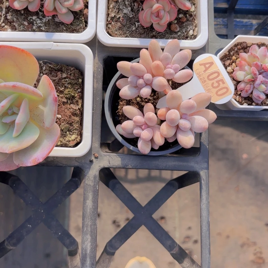 A050樱花奶一物一拍