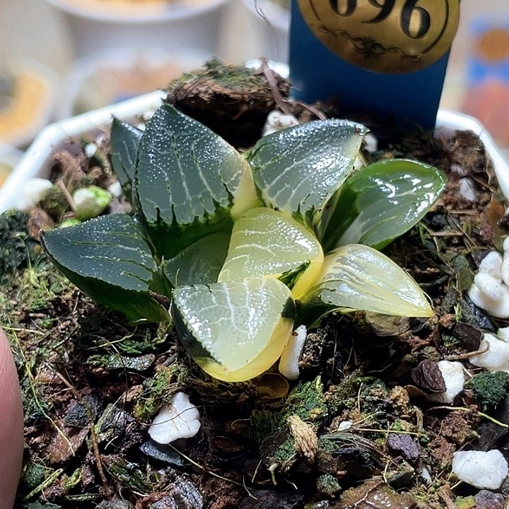696花影錦特選福利