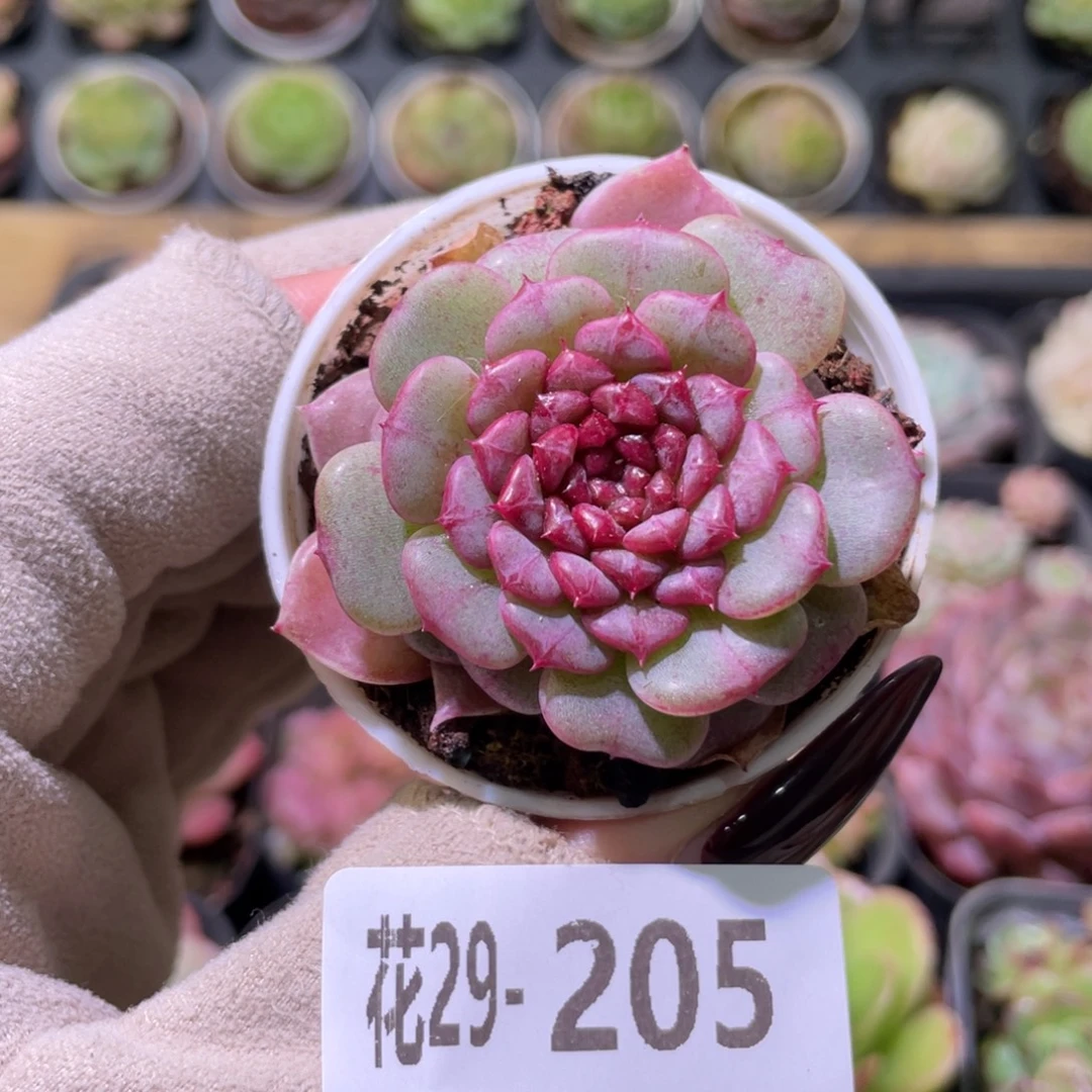 花利美29-205落霞