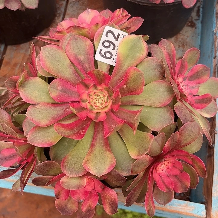 692糖心荔枝诺米多肉法师锦不包侧枝断枝