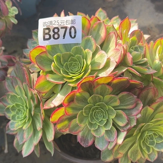 明**后多肉植物一个