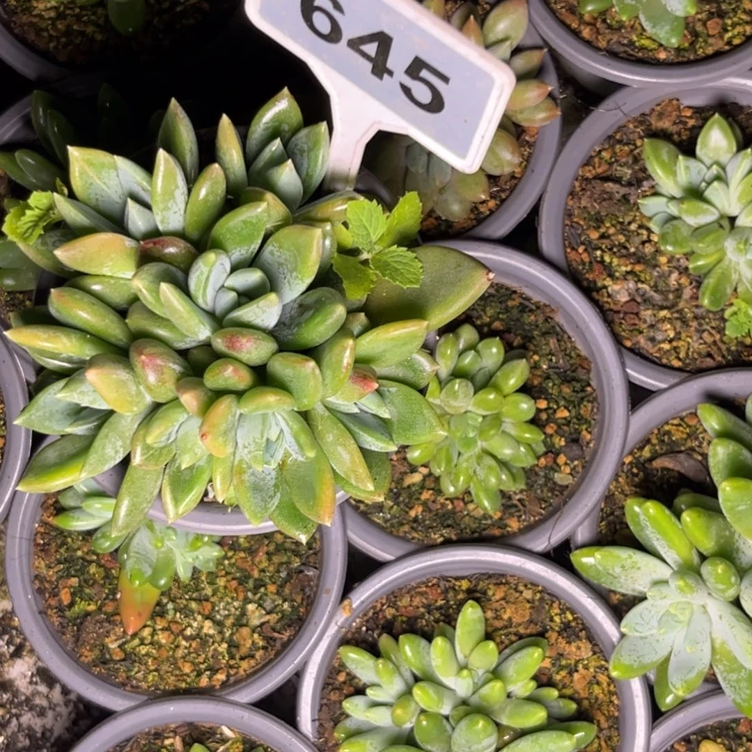 多肉植物红蛋群645