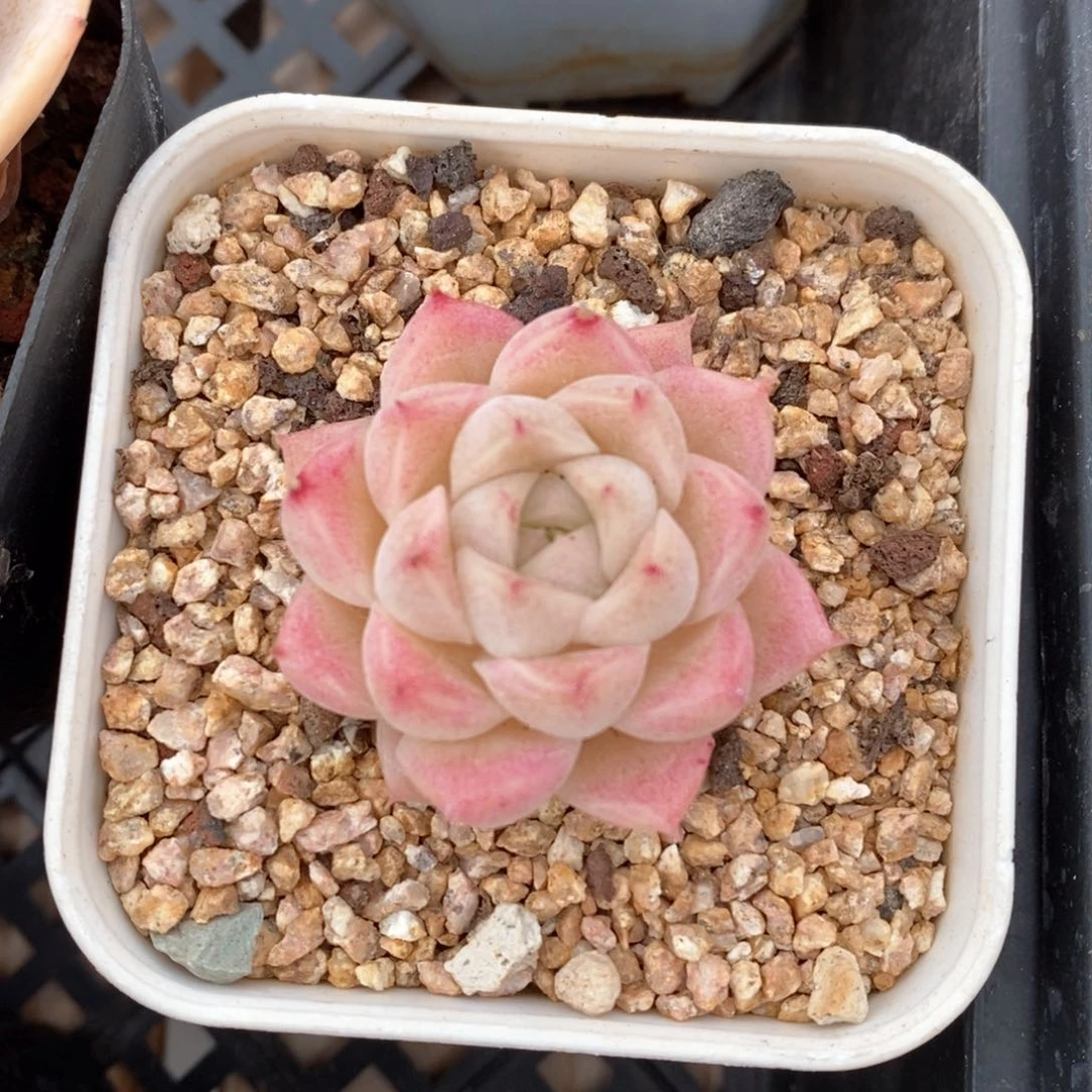 精品多肉一物一拍不包整39