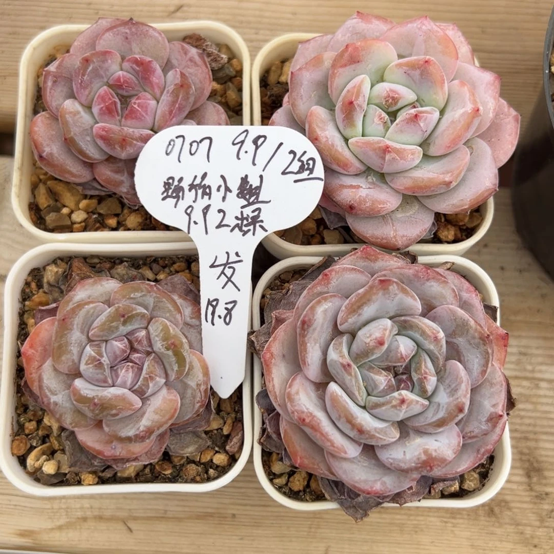 野**姐猪小姐4颗单头哈哈哈