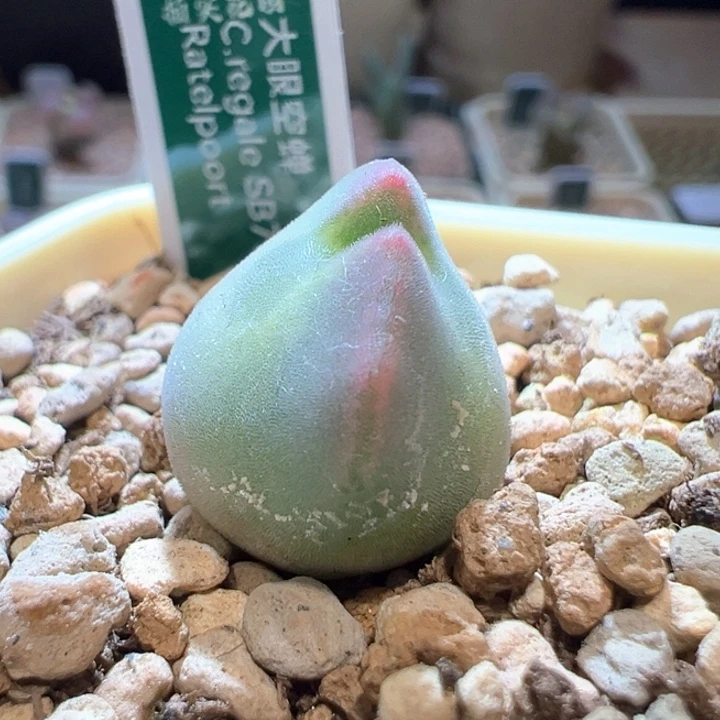 986。青蛙3年大眼睛 必爆双！！！