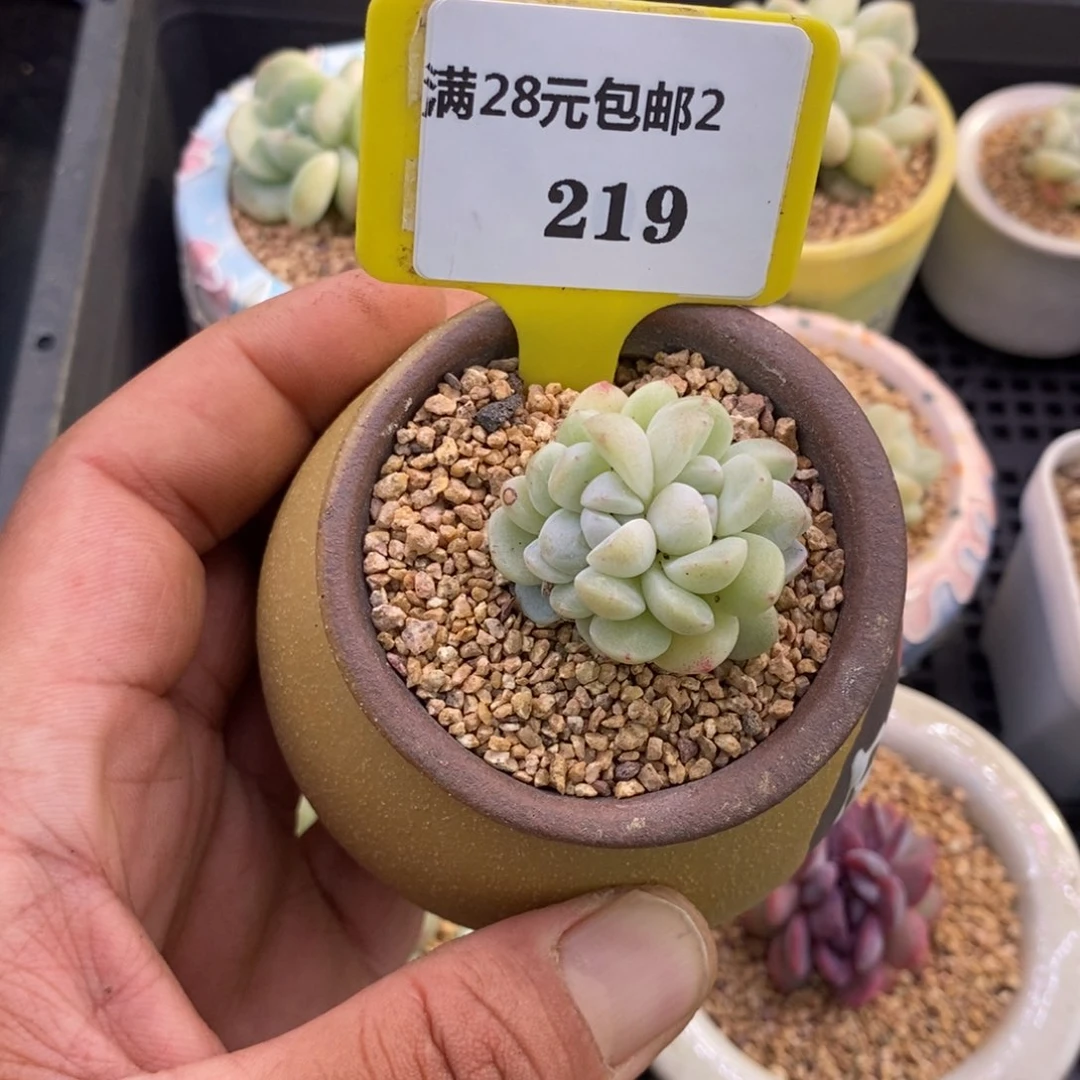 王****八2219冰玉朵朵缀多肉植物