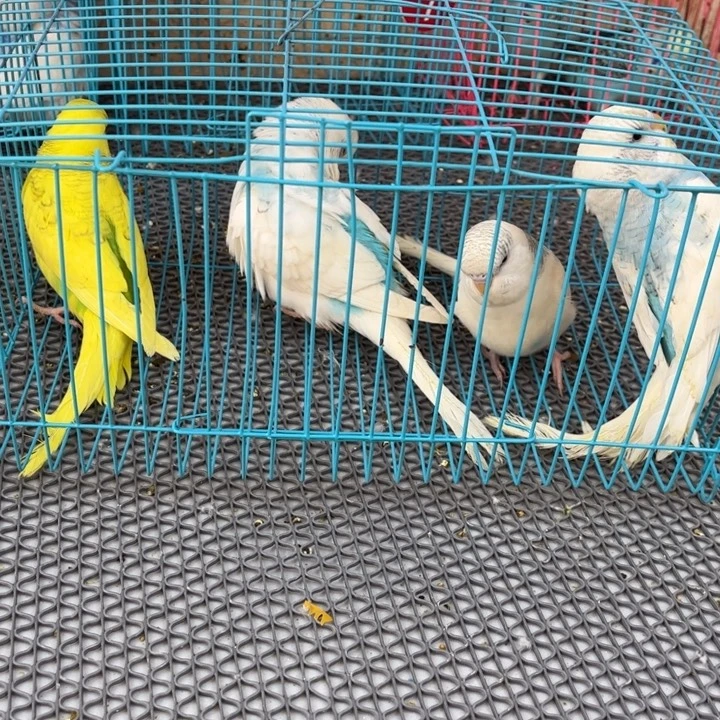 G***.虎皮鹦鹉虎皮鹦鹉