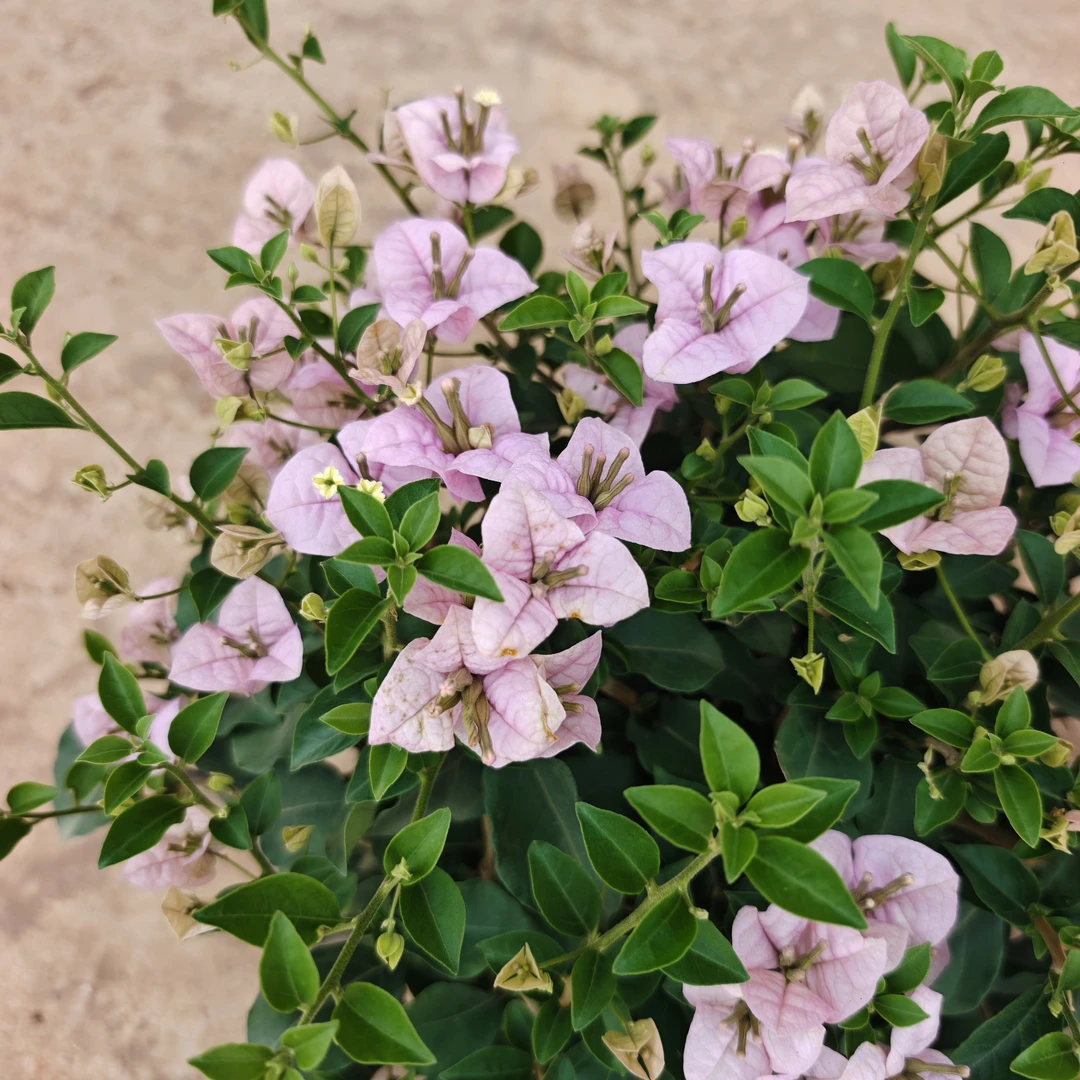 浮华 勤花三角梅