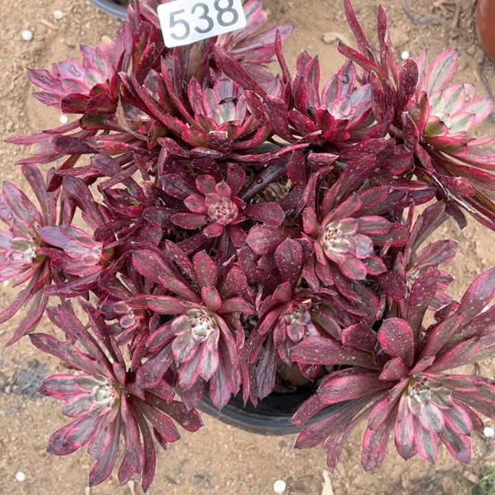 538多肉植物紫霞