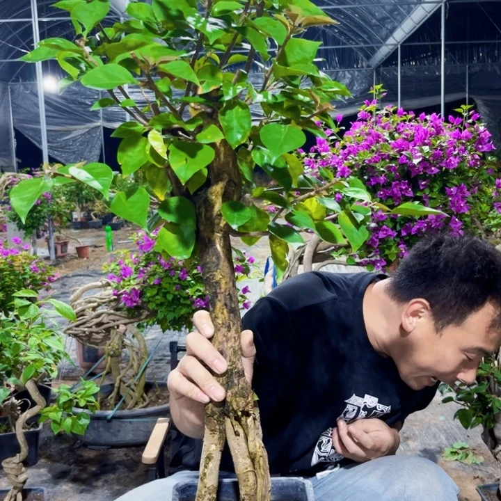 当前无花栽培后可以开花