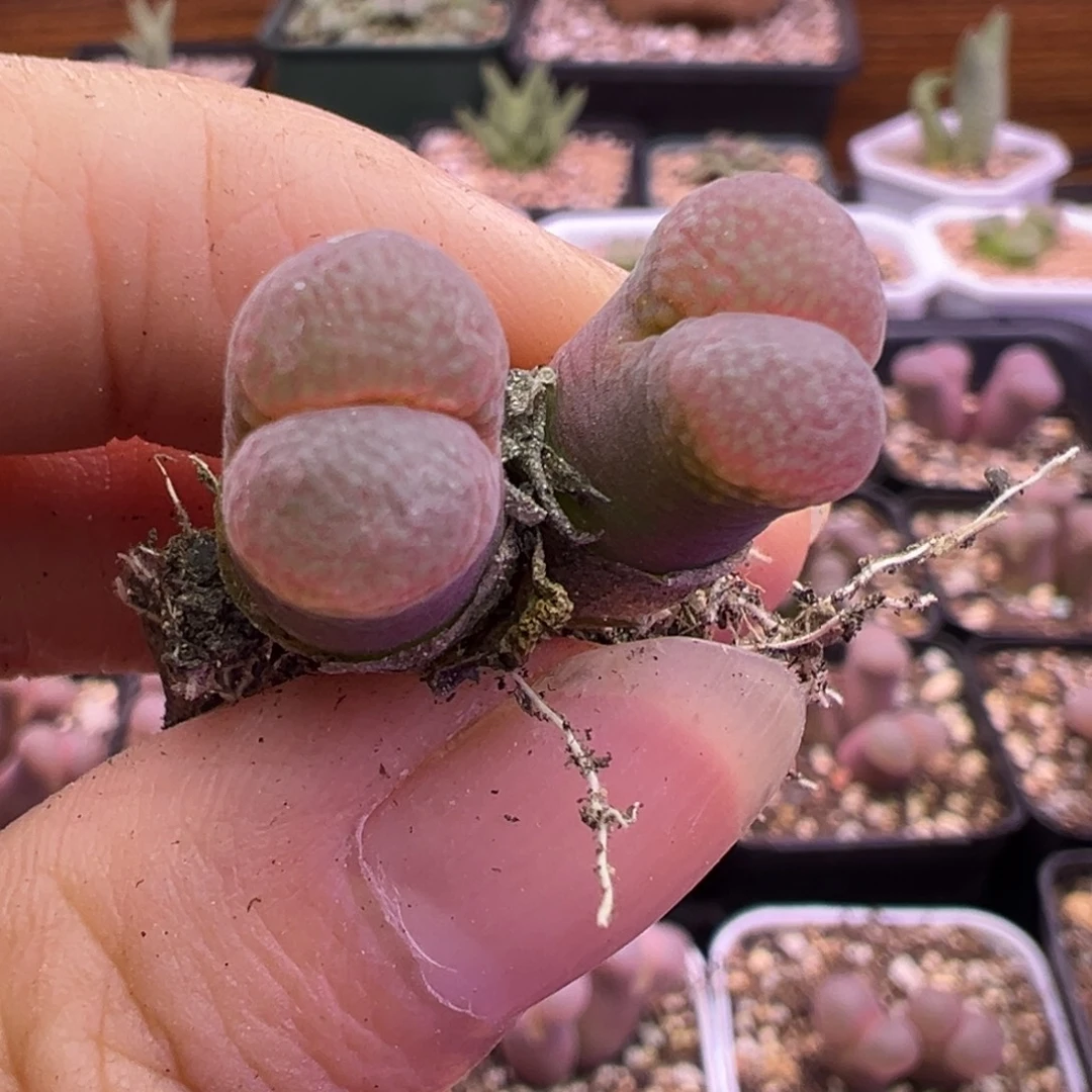 24号风铃福利。。。。