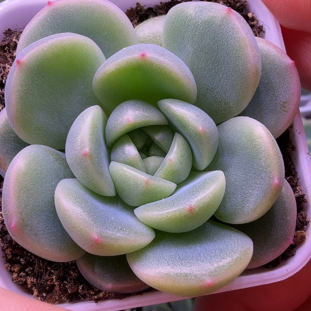 财富密码老财6叶插苗一物一拍