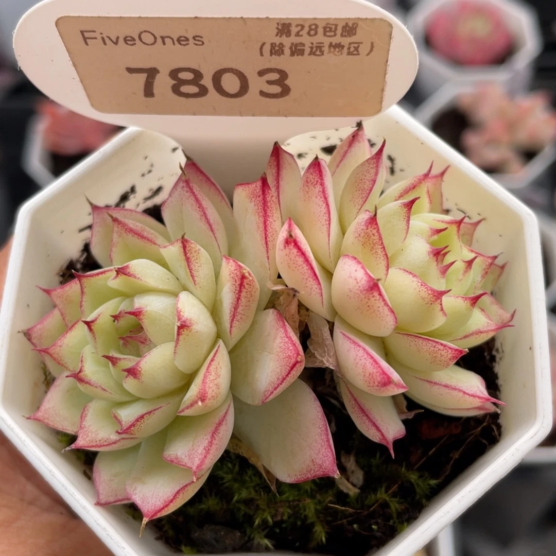 红边女王7803-6.0厘米