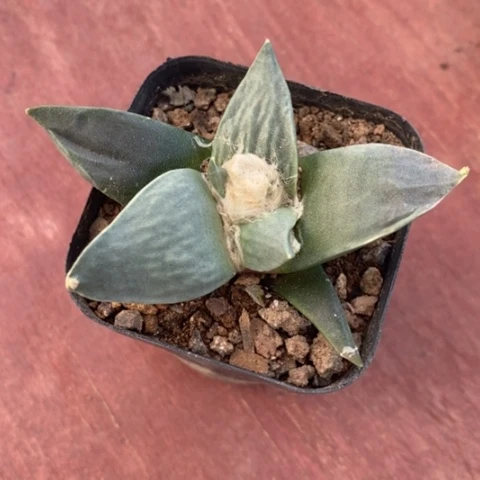 实生牡丹7仙人球