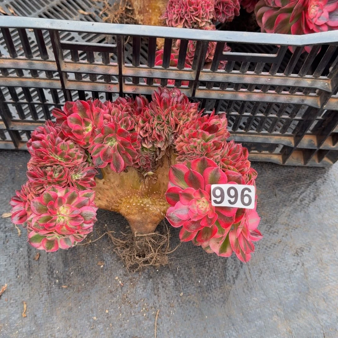 996多肉植物倾城缀