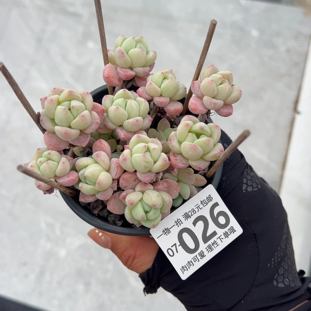 粉香水多肉多肉多肉多肉